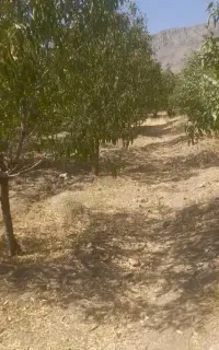 زمین کشاورزی گردو و بادام