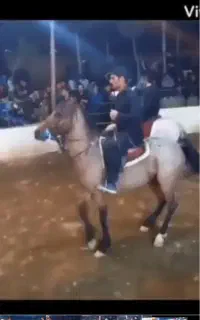 اسب نر