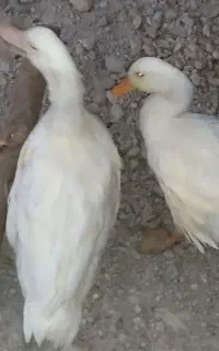 اردک