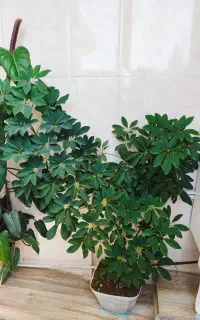 گل طبیعی ژیپسو فیلا
