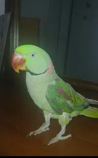 گم شده