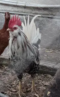 خروس گلین بالغ خاص