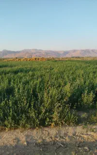 یونجه کوبیده