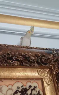 عروس هلندی گمشده در حوالی نوروزیان