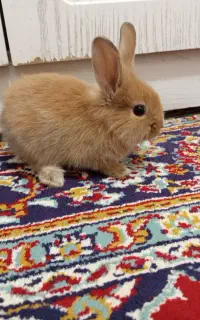 بچه خرگوش