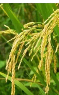برنج کشت اقتصادی