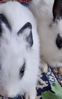 خرگوش