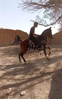 مادیان