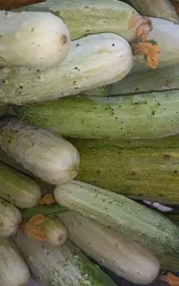 خیار محلی قیمت مناسب