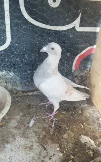 نر کرم
