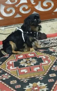 سگ زرنگ