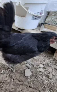 تخمگذار  بومی مرغ جوان