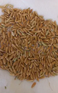 چلتوک برنج لنجان