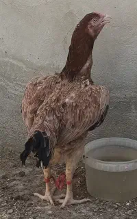 مرغ و خروس