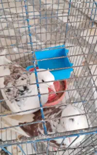 کبوتر وطرقه زیبا