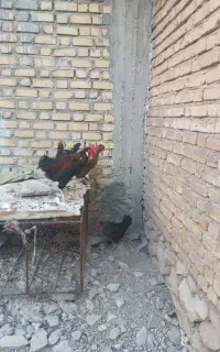 فروش‌مرغ