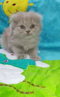 گربه رنگ خاص لیلاک
