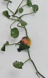 طوطی برزیلی