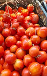 گوجه خرید فروش