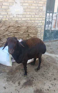 گوسفند