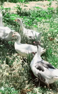 غاز