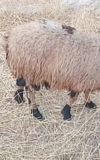 بره