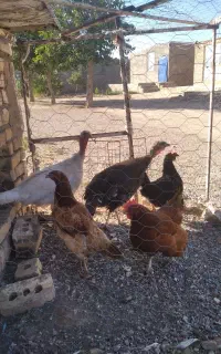 مرغ بوقلمون
