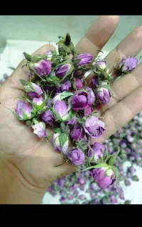 غنچه گل محمدی