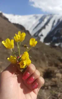 کاشت ناخن سارینا