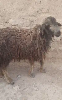 فروش...