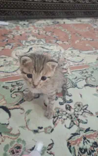 گربه