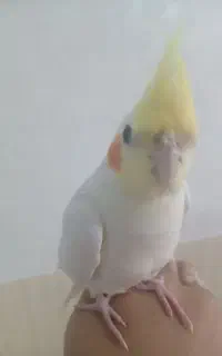 لوتینو نر
