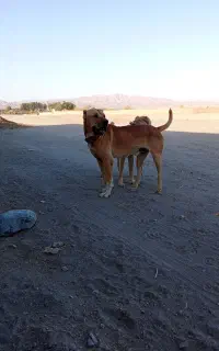 سگ افغان