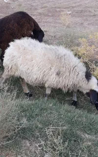میش.گوسفند.بره