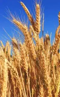 گندم