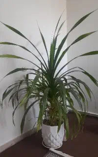 گل پاندانوس