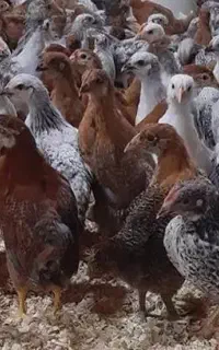جوجه مرغ