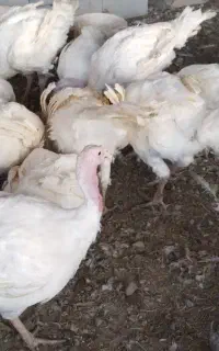 بوقلمون اورگانیک