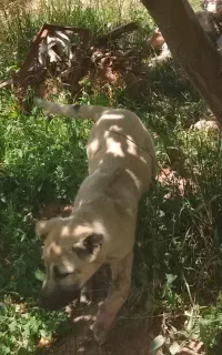 سگ‌سرابی