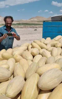 خربزه مشهدی