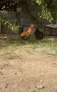 خروس