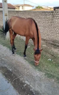 اسب ترکمن آرام برای سواری و مسابقه اصل ترکمن