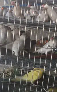 سرلاکی کوتوله فنچ نرگسی اروپایی پنگوئنی