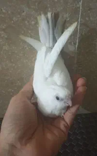 جوجه عروس سرلاکی