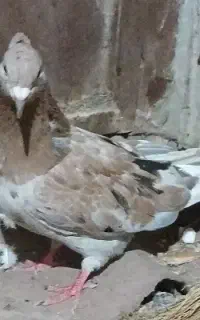 کبوتر سرور کاکولی دم سفید