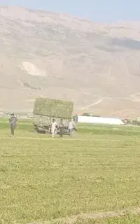 خریدار نقدی یونجه