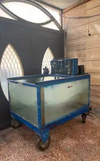 وان ماهی ۵۰۰ کیلویی سرد کن دار