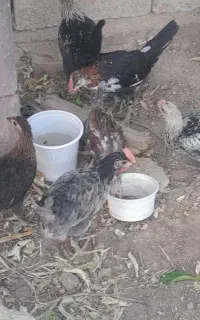 جوجه محلی اصل