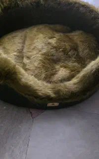 تخت سگ