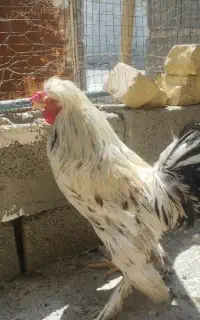 خروس